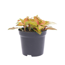 Fittonia Oranje Ruby Lime