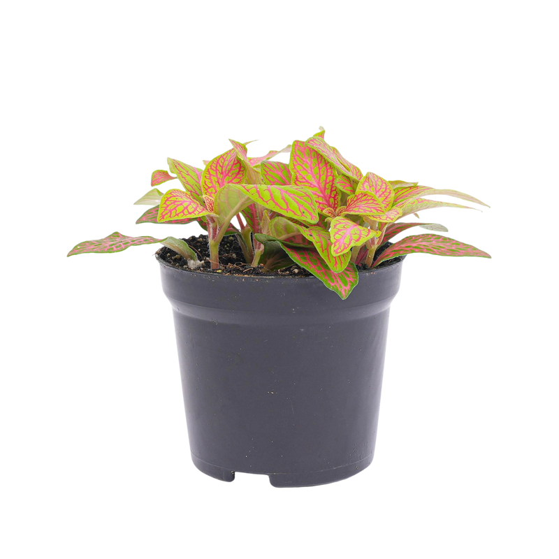 Fittonia Oranje Ruby Lime