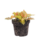 Fittonia Oranje Ruby Lime
