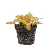 Fittonia Oranje Ruby Lime