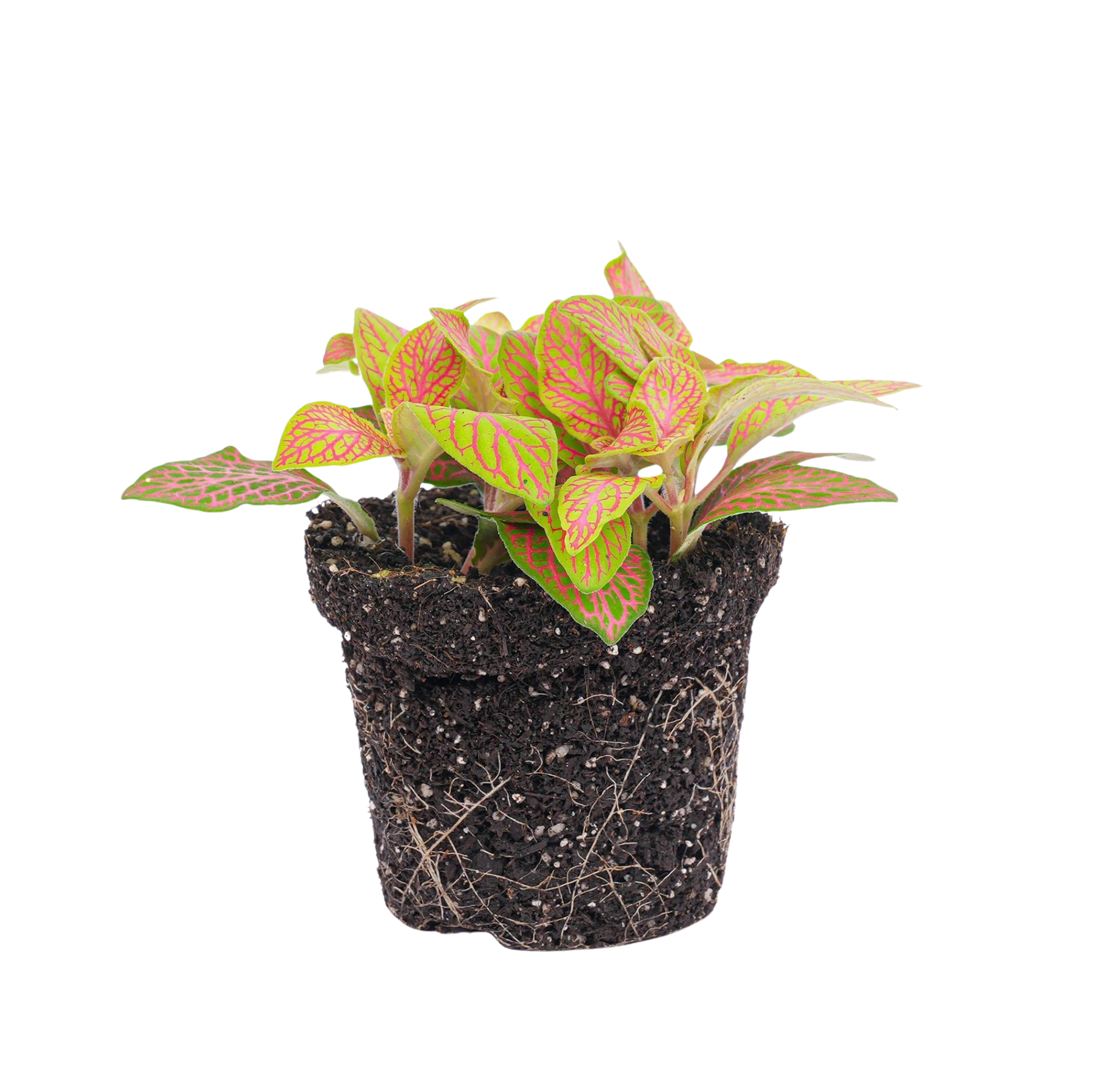 Fittonia Oranje Ruby Lime