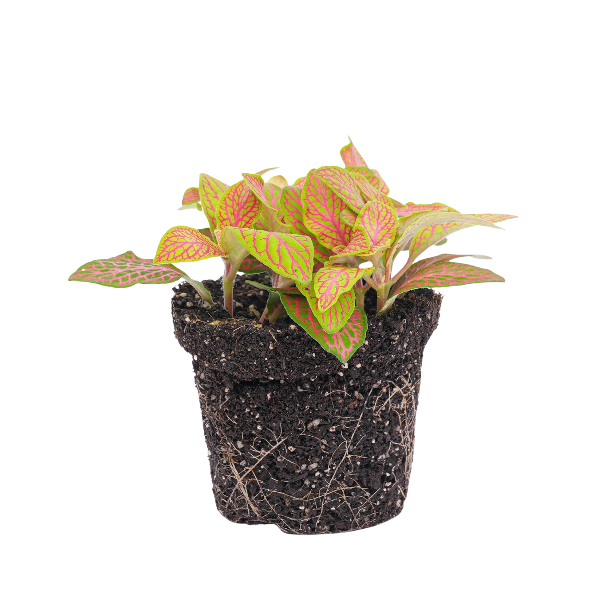 Fittonia Oranje Ruby Lime