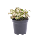 Fittonia Pink Tiger