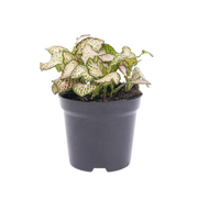 Fittonia Pink Tiger Everspring