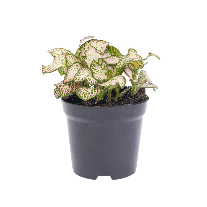 Fittonia Pink Tiger