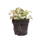 Fittonia Pink Tiger