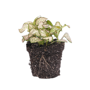 Fittonia Pink Tiger Everspring