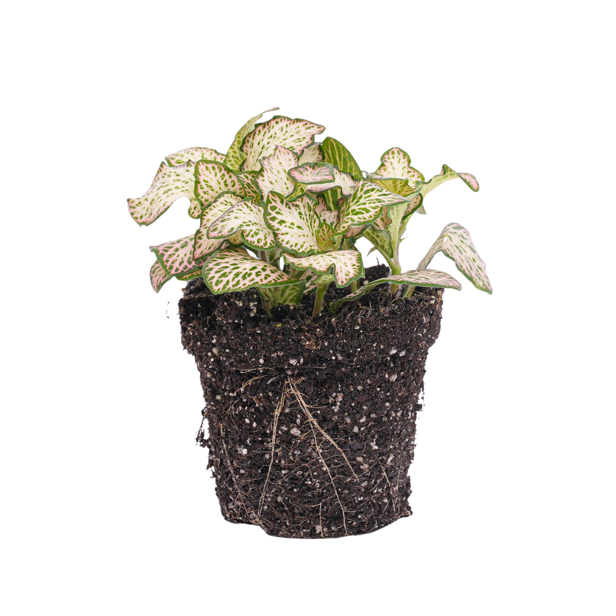 Fittonia Pink Tiger