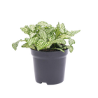 Fittonia Wit - White Tiger