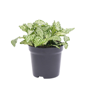 Fittonia Wit - White Tiger Everspring