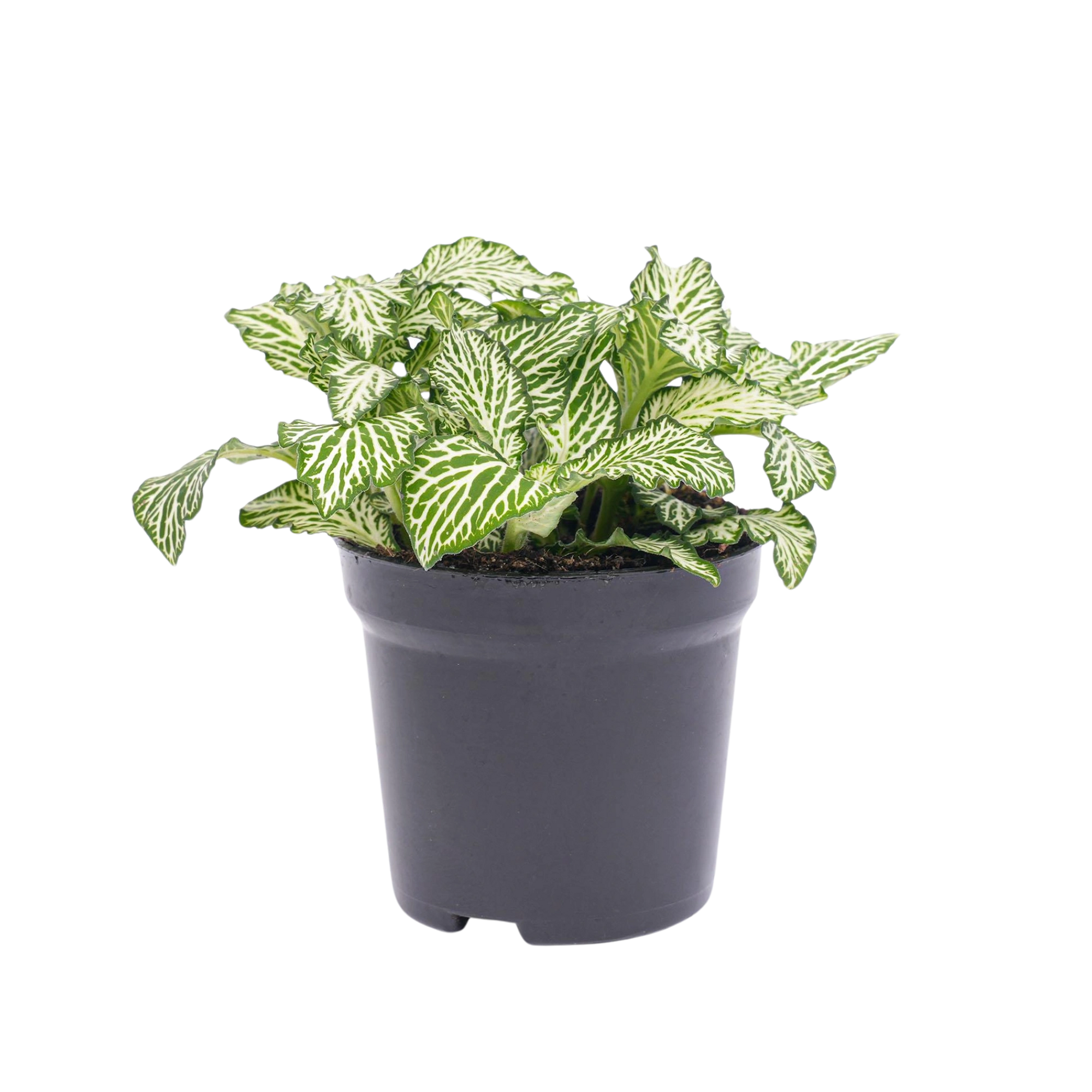 Fittonia Wit - White Tiger