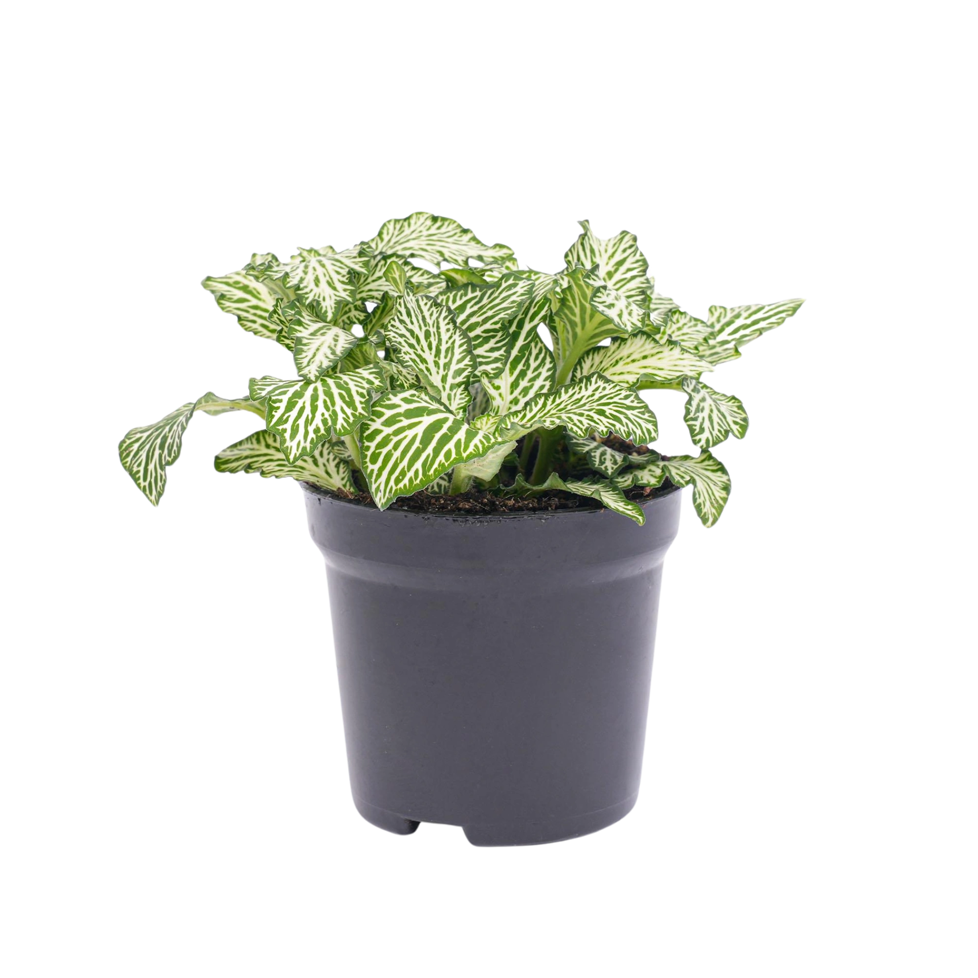 Fittonia Wit - White Tiger