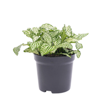 Fittonia Wit - White Tiger