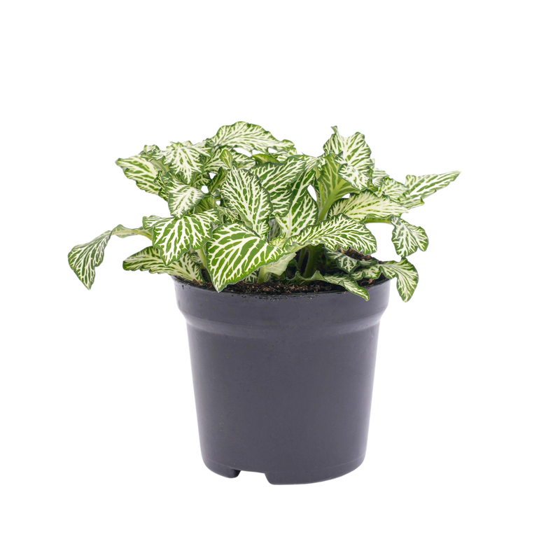 Fittonia Wit - White Tiger