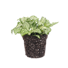Fittonia Wit - White Tiger