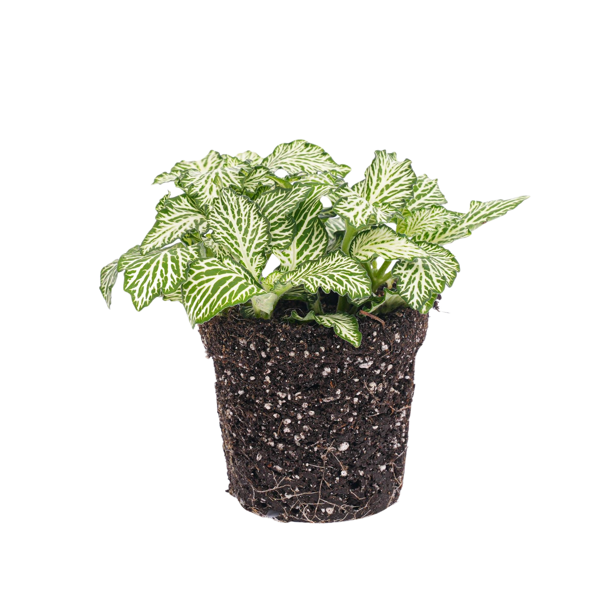 Fittonia Wit - White Tiger