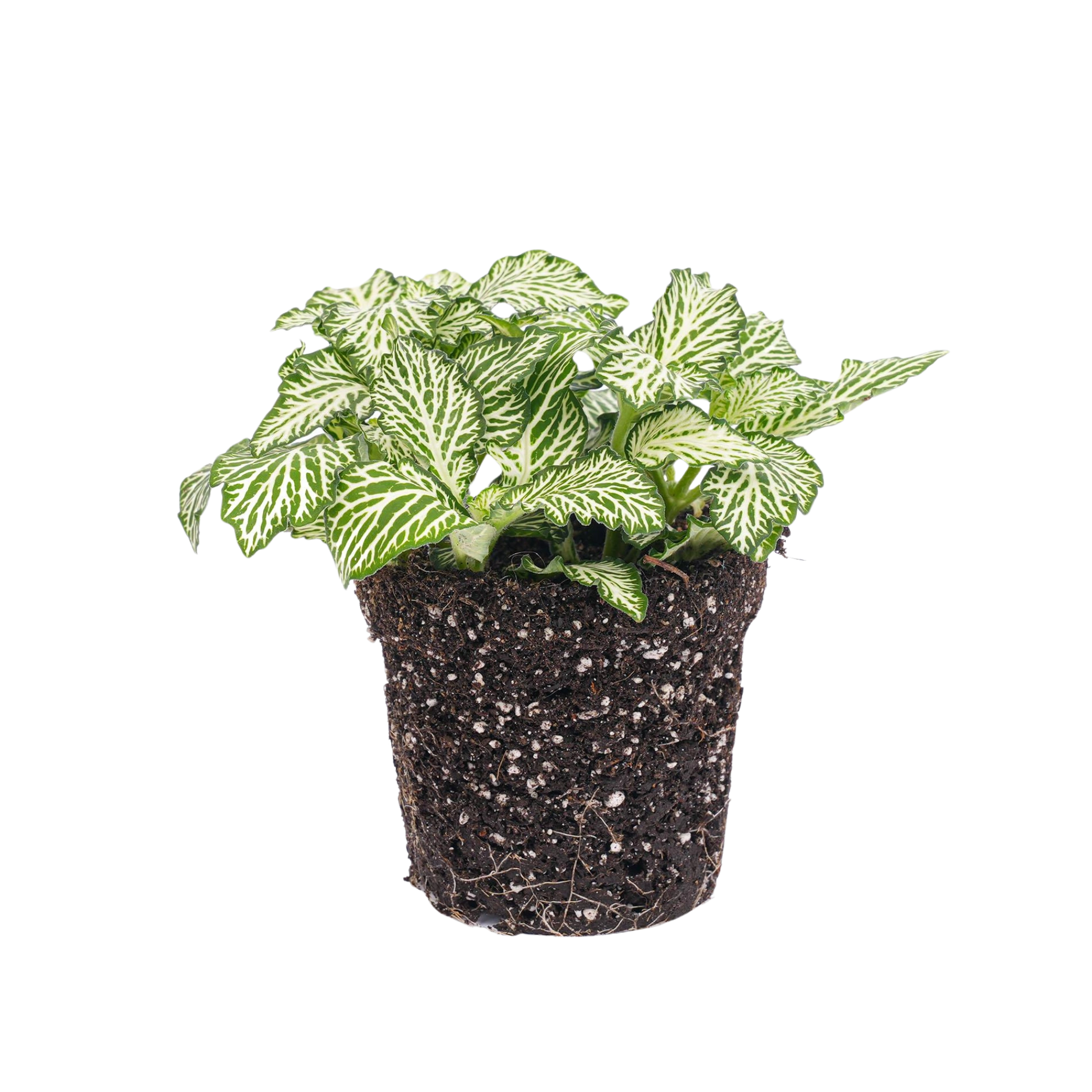 Fittonia Wit - White Tiger
