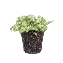 Fittonia Wit - White Tiger