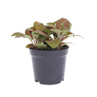 Fittonia red