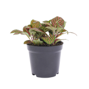 Fittonia red Everspring