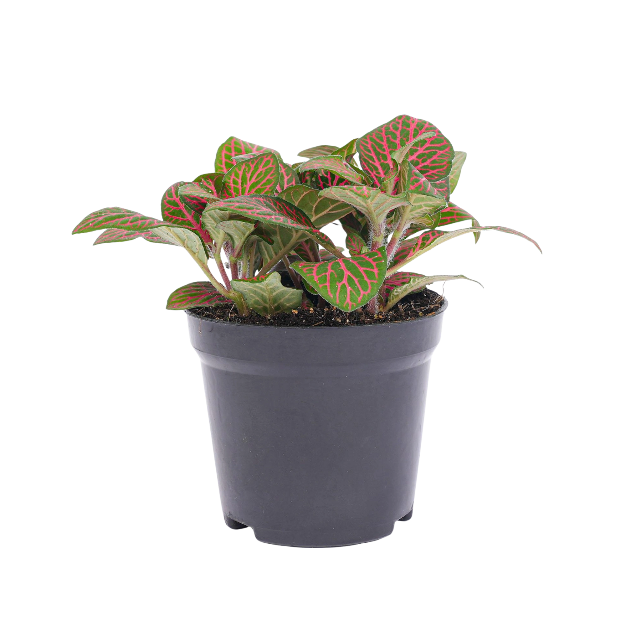 Fittonia red