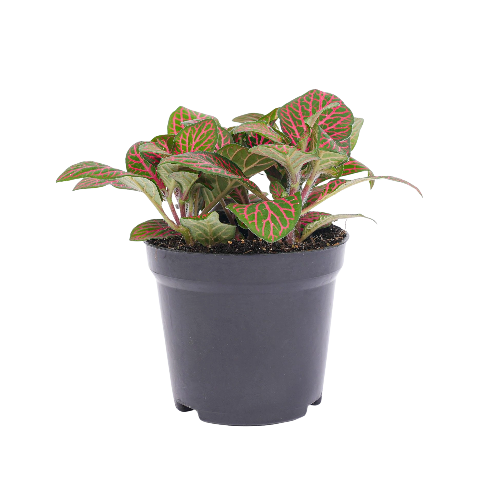 Fittonia red