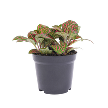Fittonia red