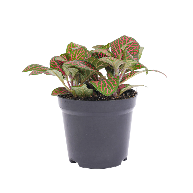 Fittonia red