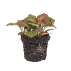 Fittonia red
