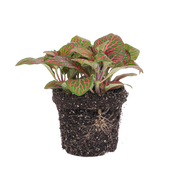 Fittonia red Everspring