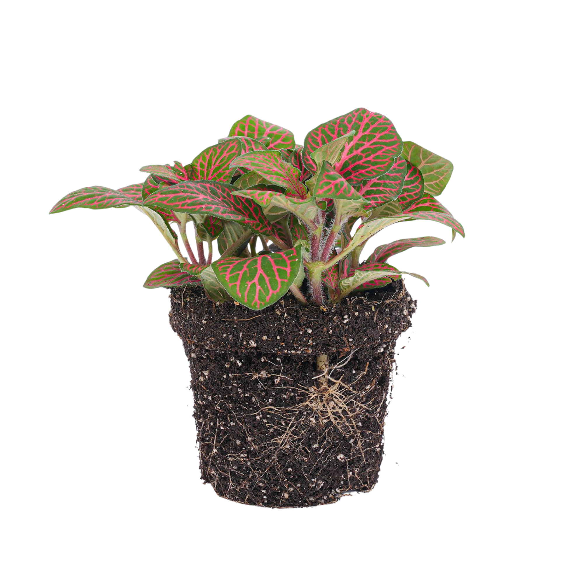 Fittonia red