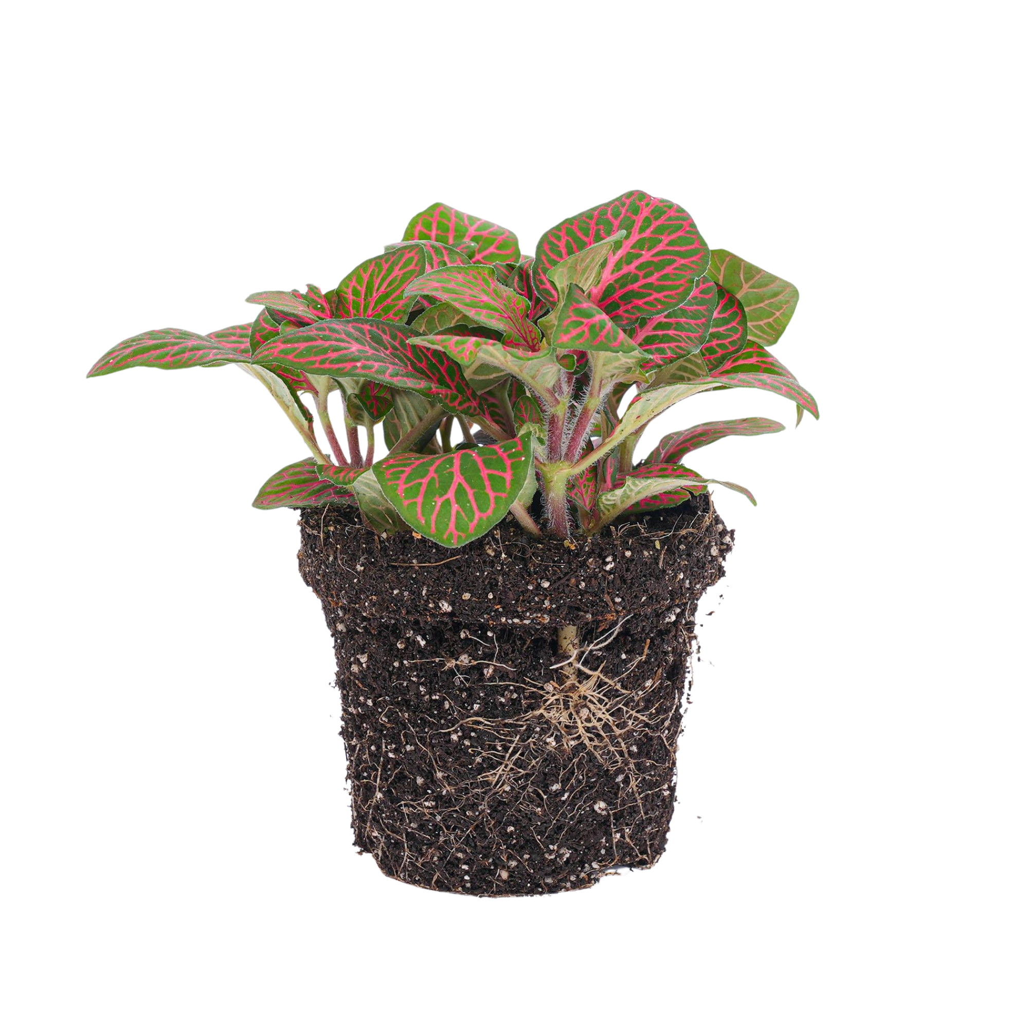 Fittonia red