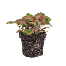 Fittonia red