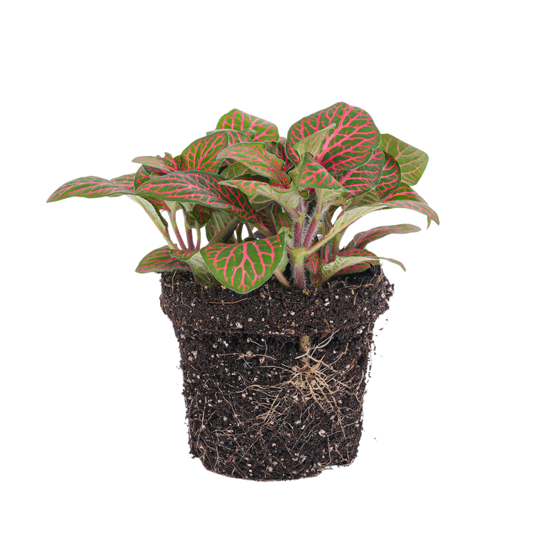 Fittonia red
