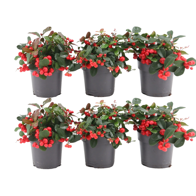 Gaultheria procumbens ‘Big Berry’ – Set van 6