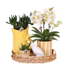 Gift Set Mediterranean Sunset – Witte Phalaenopsis Lausanne & Succulenten Everspring