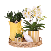 Gift Set Mediterranean Sunset – Witte Phalaenopsis Lausanne & Succulenten Everspring