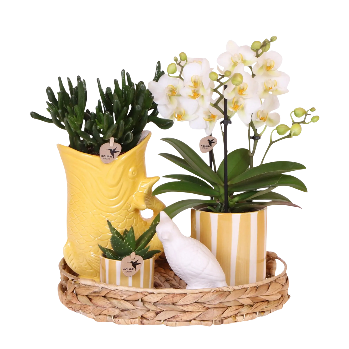 Gift Set Mediterranean Sunset – Witte Phalaenopsis Lausanne & Succulenten Everspring