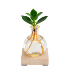 Glowplant - Clusia in vaasje met lampje