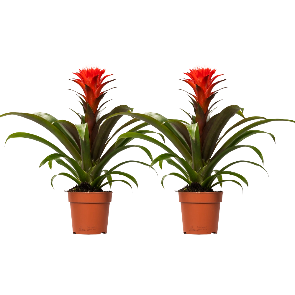 Guzmania Hope – 2 Stuks