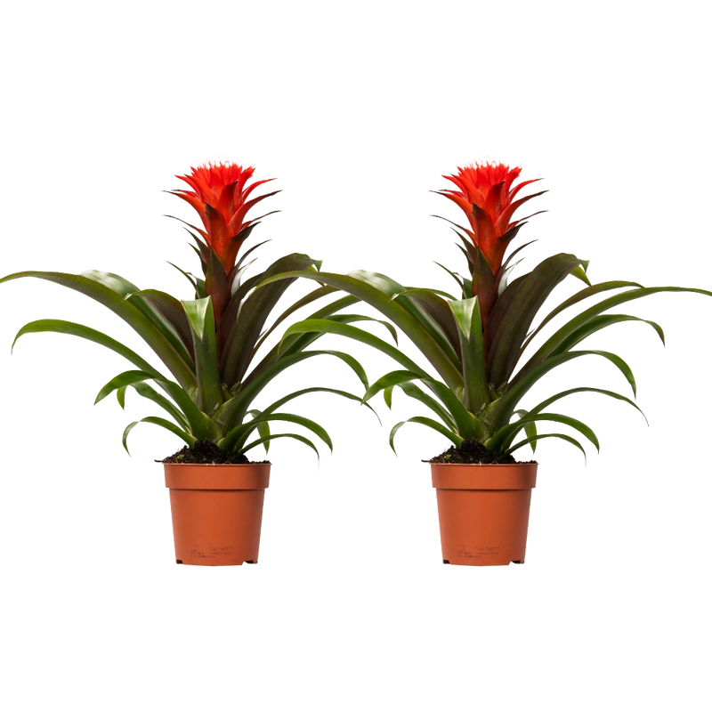 Guzmania Hope – 2 Stuks