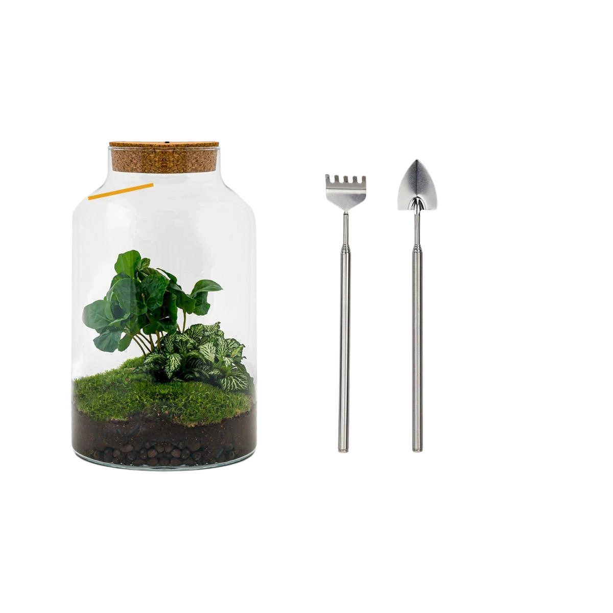 Milky Coffea met LED - Terrarium