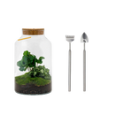 Milky Coffea met LED - Terrarium