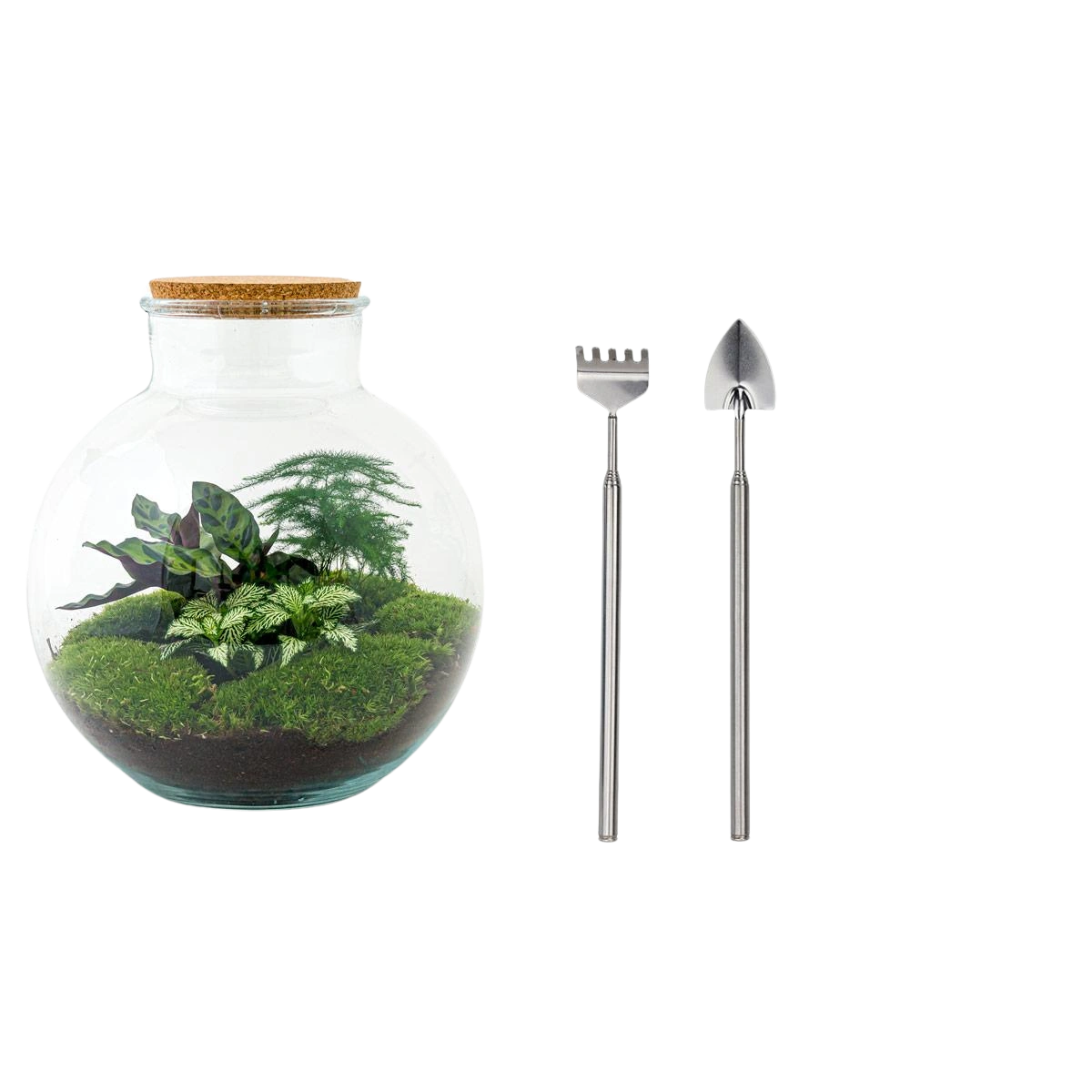 Bolder Bob Terrarium