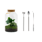 Milky Coffea met LED - Terrarium
