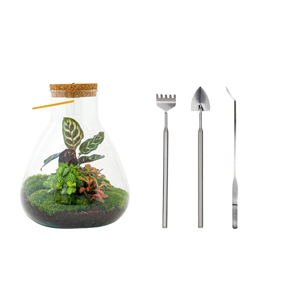 Sam Calathea met LED - Terrarium