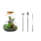 Sam Calathea met LED - Terrarium