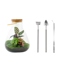 Sam Calathea met LED - Terrarium