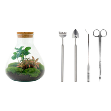 Sammie Coffea Terrarium