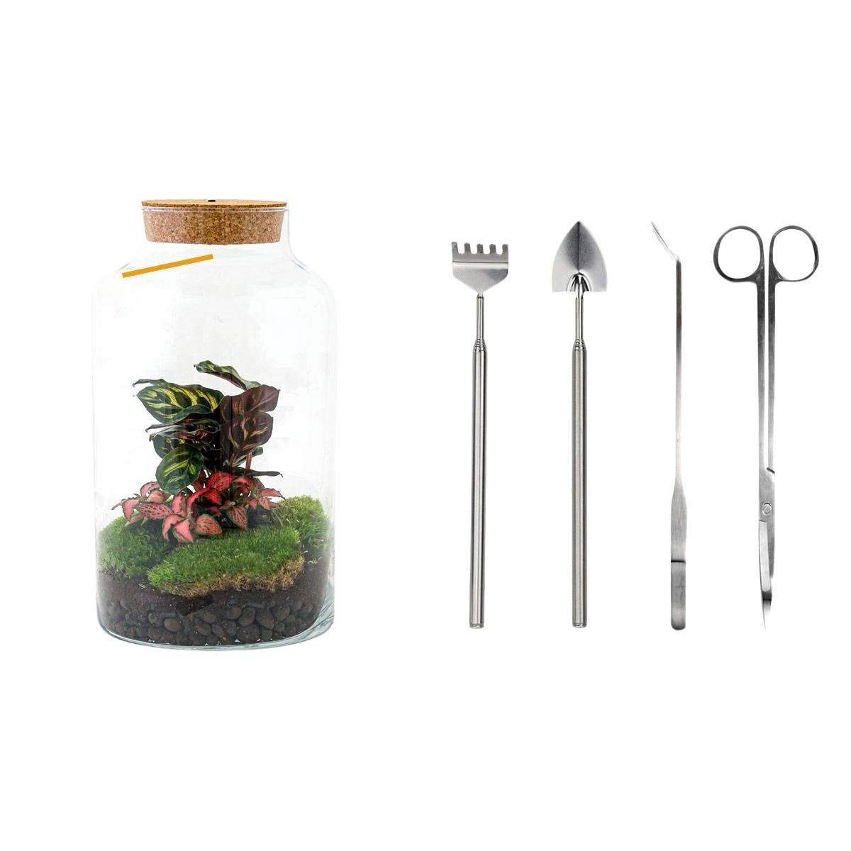 Milky Calathea met LED - Terrarium